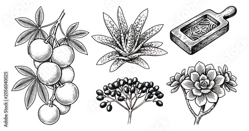 Photos Vintage botanical engraving set, hand drawn medicinal herbs and berries vector,