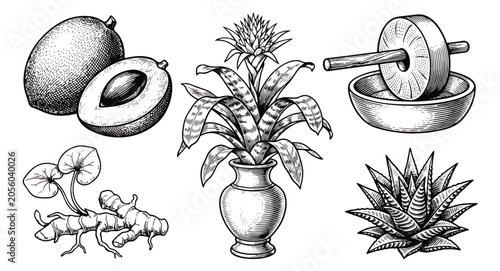 Foto Vintage botanical engraving set, hand drawn tropical plants and herbal medicine