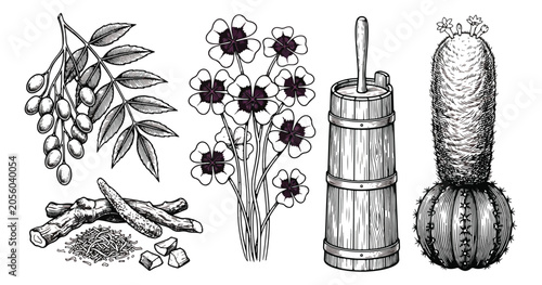 Foto Vintage botanical engraving set, hand drawn medicinal plants and wooden butter c