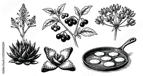 Schilderij op canvas Vintage botanical engraving set, hand drawn medicinal herbs and wild berries, an