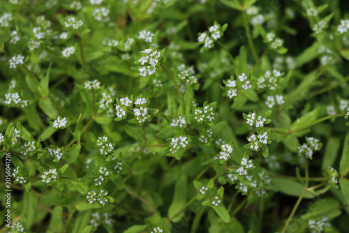 Tableau sur toile Valeriana locusta also called Lamb's lettuce or corn salad in bloom with many pa