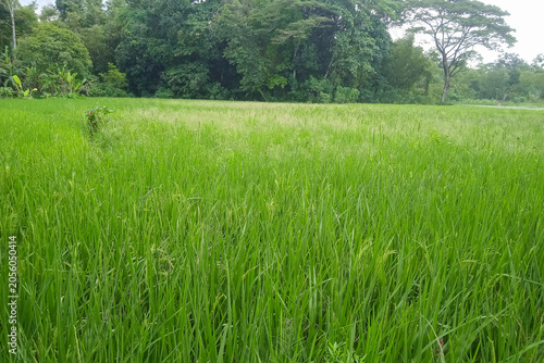 green rice plants in a paddy field with trees in the background