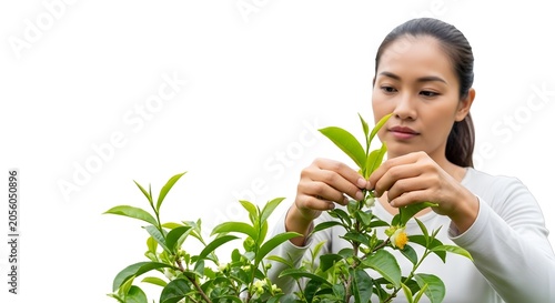Woman plucking fresh green tea leaves from plant in bright natural light