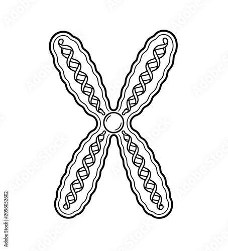 Chromosome Structure Educational Biology Illustration Isolated on White Background