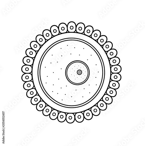Egg Cell Structure Educational Biology Illustration Isolated on White Background