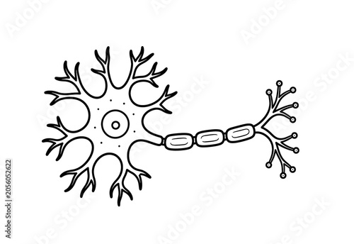 Neuron Structure Educational Biology Illustration Isolated on White Background