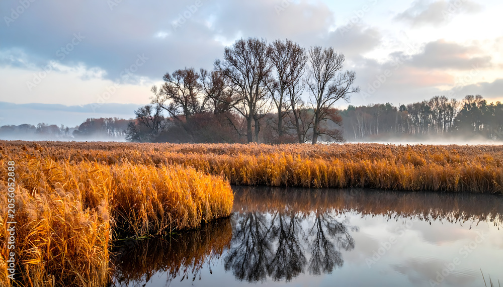 Obraz premium Late autumn marshland with tall golden reeds beside still dark water creating a peaceful serene quiet beautiful moody immersive landscape photograph generative AI
