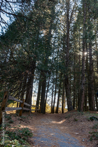 Sunlit Forest Trail Through Tall Pine Trees Near Hume Lake California