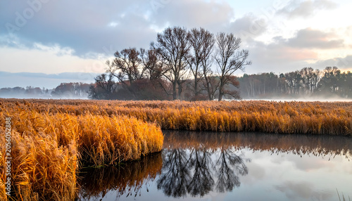 Late autumn marshland with tall golden reeds beside still dark water creating a peaceful serene quiet beautiful moody immersive landscape photograph generative AI