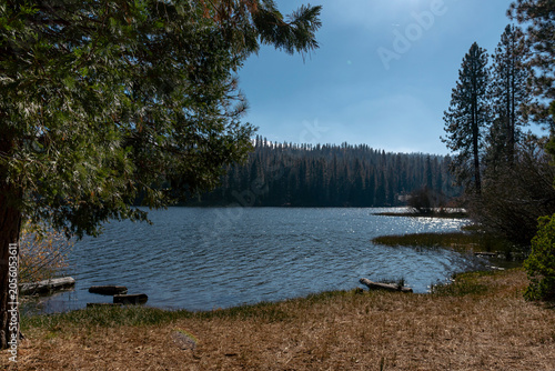 Hume Lake Framed Through Pine Tree Canopy Sequoia National Forest California