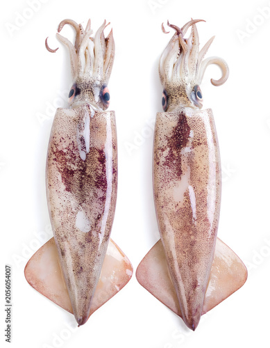 Fresh Market Squid Two Pieces Showing Interior and Exterior on White Background
