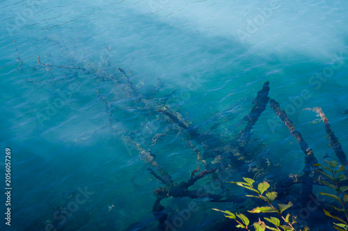 湯ノ湖　水没林