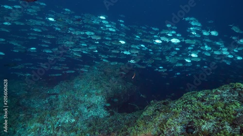Deep underwater shot of school of silver fish swimming in deep dark water