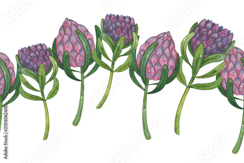 Seamless border of protea flowers, hand-drawn watercolor illustration, cartoon. Design for stickers, cards, scrapbooking. Plant, green, pink, flower, nature