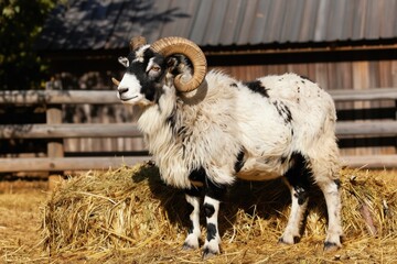 Black and white ram with big horns stands on hay bale near wooden fence and barn. Male sheep with woolly coat looks to the side. Farm animal poses for photo in sunny daylight.