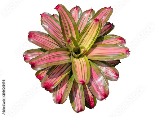 Vibrant red and green variegated bromeliad plant isolated on white background