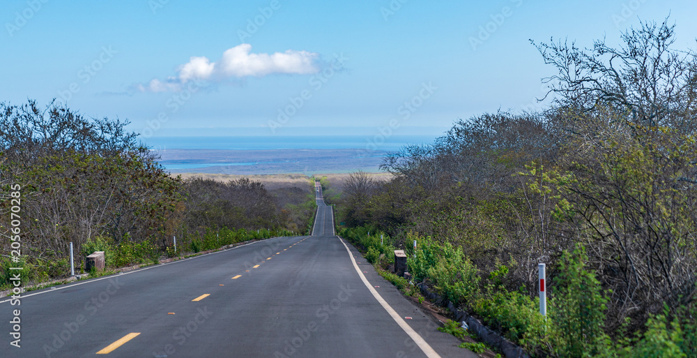 Obraz premium Road leading toward the coastline on Santa Cruz Island in the Galapagos
