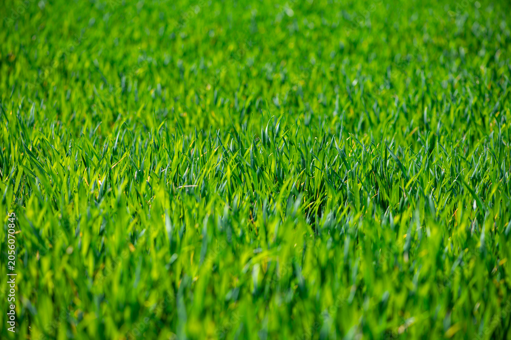 Fototapeta premium Grass texture shows bright green meadow detail. Grass in field creates fresh pattern. Rural grass suits outdoor spring background. Selective depth keeps grass soft.