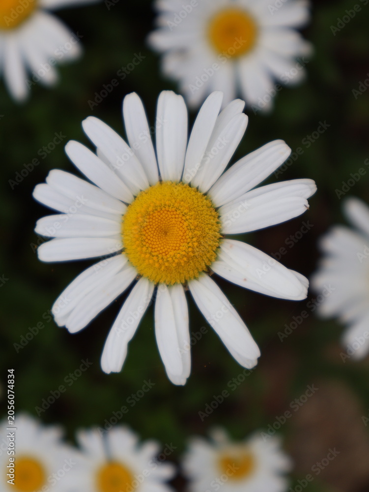 Fototapeta premium Close up of a blooming shasta daisy flower