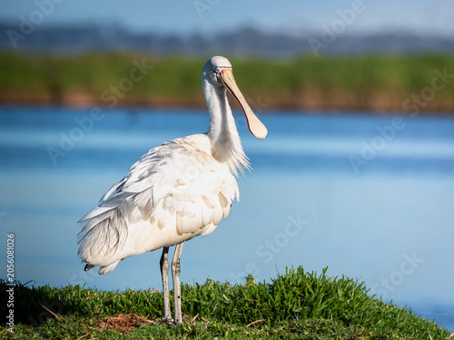 Foto Yellow-billed Spoonbill