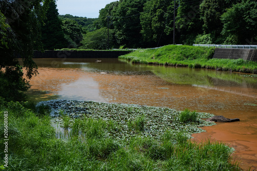 A pond turned reddish-brown due to a plankton bloom