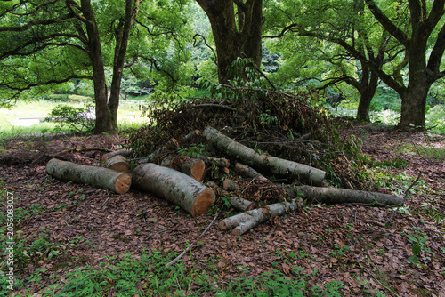 Felled tree trunk, branches, and leaves in a forest