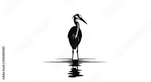 black heron standing in water reflection