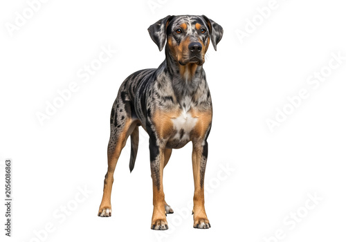 Majestic blue brindle Catahoula Leopard Dog standing outdoors in natural sunlight with confident pose