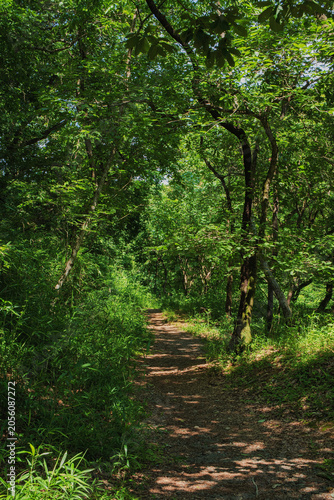 Mountain path overgrown with lush trees and greenery