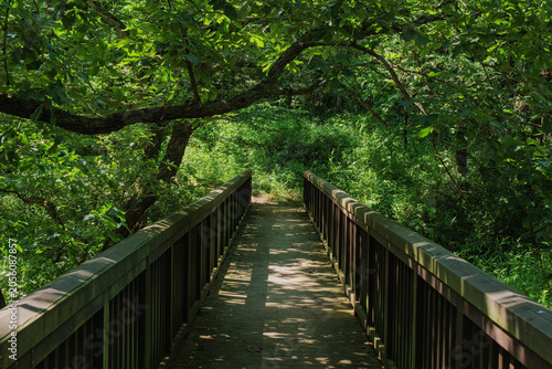 A small wooden bridge in the middle of a forest