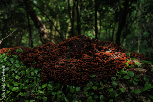 Картината върху платно False turkeytail mushrooms growing on a tree in the forest
