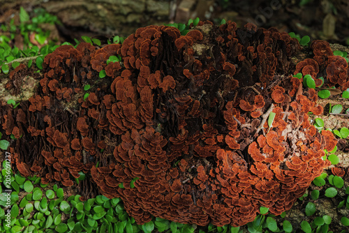 Картината върху платно False turkeytail mushrooms growing on a tree in the forest