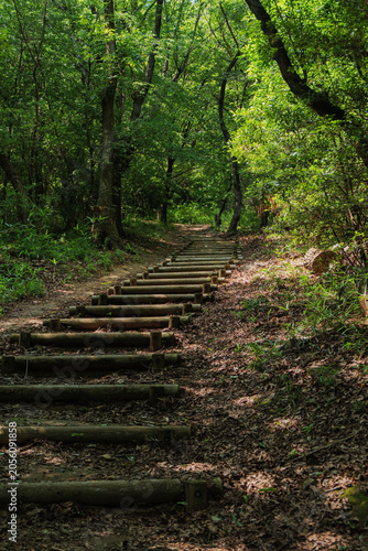 Wooden stairs winding through a peaceful forest