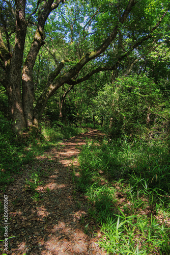 Mountain path overgrown with lush trees and greenery