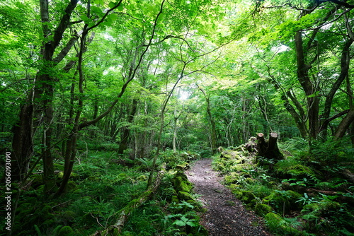 delightful spring forest in the gleaming sunlight