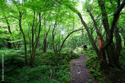 delightful spring forest in the gleaming sunlight