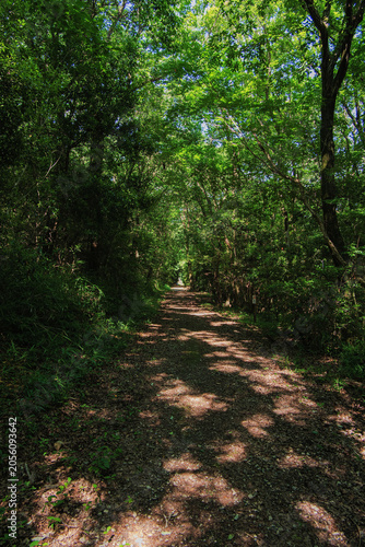 Mountain path overgrown with lush trees and greenery