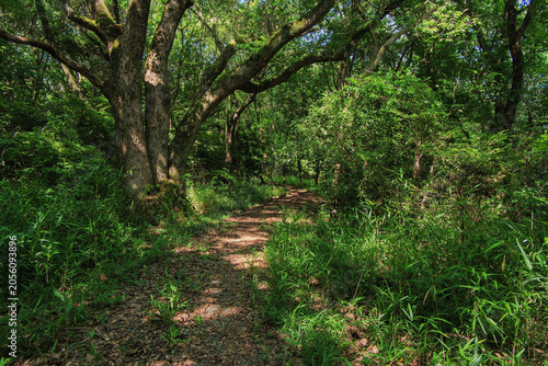 Mountain path overgrown with lush trees and greenery