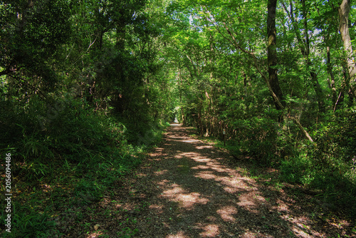 Mountain path overgrown with lush trees and greenery