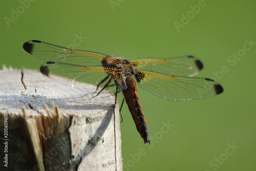 Canvastavla The scarce chaser (Libellula fulva) brown dragonfly close-up, green blur background, summertime, Europe, Latvia