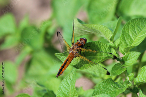 Принти на полотні The scarce chaser (Libellula fulva) brown dragonfly close-up, green blur background, summertime, Europe, Latvia