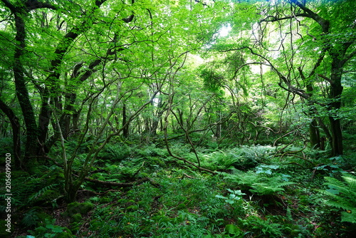 dense wild forest in the spring sunlight
