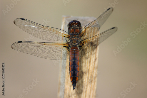 The scarce chaser (Libellula fulva) brown dragonfly close-up, green blur background, summertime, Europe, Latvia. Female, juvenile.