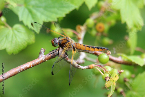 Photos The scarce chaser (Libellula fulva) brown dragonfly close-up, green blur background, summertime, Europe, Latvia