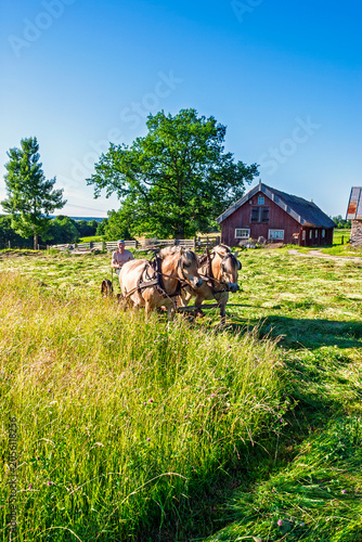 Bild auf Leinwand Horse‑drawn farming at haymaking in a rural summer landscape