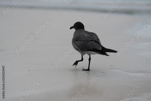 Canvas Print Lava gull walking along wet sand, Galapagos Islands