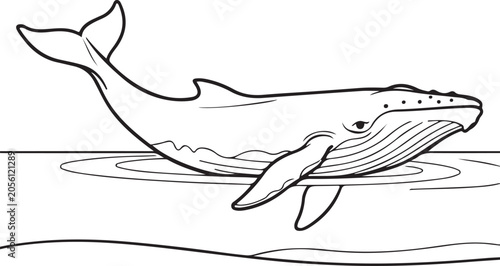 Quadro su tela Humpback Whale Swimming At Surface With Throat Grooves Line Art