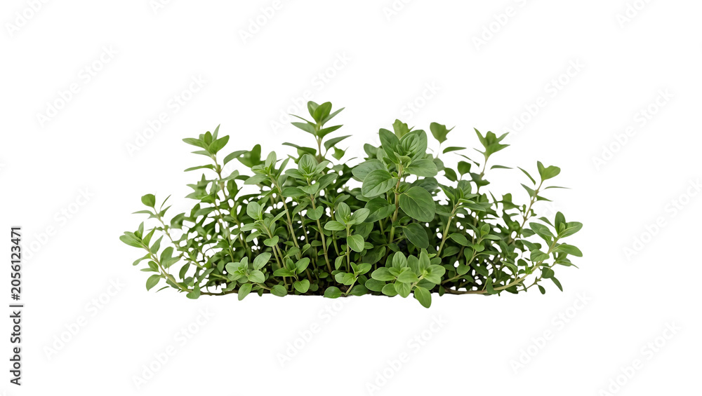 Fototapeta premium Fresh green thyme herb plant isolated on transparent background