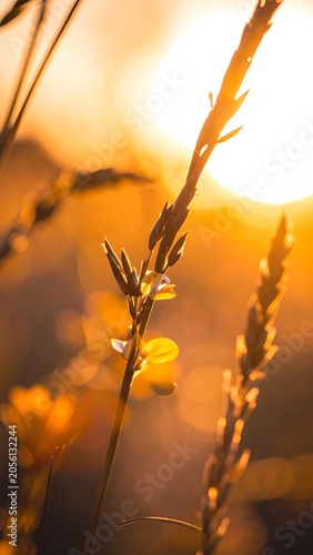 A serene sunset scene with golden light on grassy plants