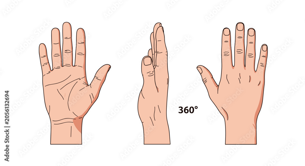 Fototapeta premium Human Hand Views: Front, Side, and Back - 360 Degree Rotation
